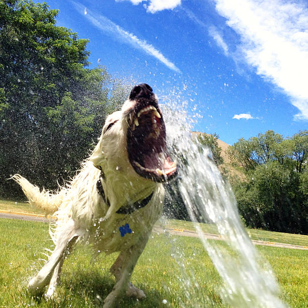 istock Dog playing in the sprinkler 175546165
