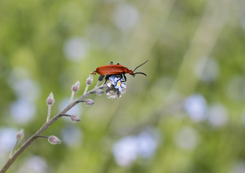 An image of a Cardinal Beatle on a Forget-me-Not flower head