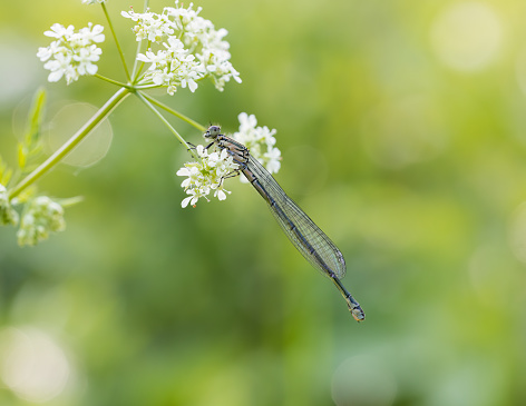A Damselfly at rest
