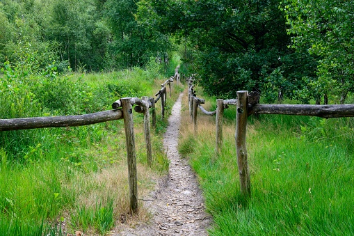 A hiking trail through the woods with a wooden fence.