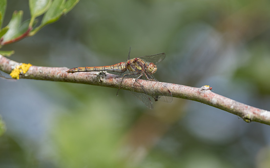 An image of a Common Darter Dragonfly perched on foliage in sunlight. The Common Darter can be identified between the Ruddy Darter by yellow stripes on the legs whereas the Ruddy Darter has all Black legs.