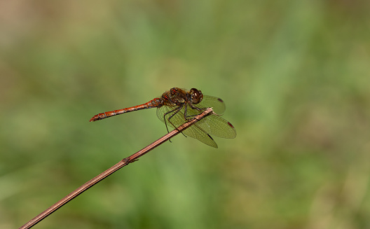 An image of a Common Darter Dragonfly perched on foliage in sunlight. The Common Darter can be identified between the Ruddy Darter by yellow stripes on the legs whereas the Ruddy Darter has all Black legs.