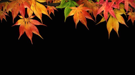 Autumn leaves (maple) on black background.