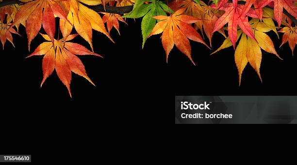 Jesienią Liście Na Czarnym - zdjęcia stockowe i więcej obrazów Czarne tło - Czarne tło, Jesień, Liść