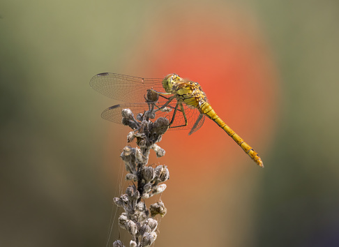 An image of a Common Darter Dragonfly perched on foliage in sunlight. The Common Darter can be identified between the Ruddy Darter by yellow stripes on the legs whereas the Ruddy Darter has all Black legs.