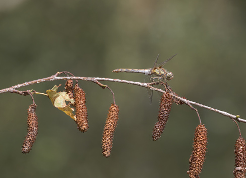 An image of a Common Darter Dragonfly perched on foliage in sunlight. The Common Darter can be identified between the Ruddy Darter by yellow stripes on the legs whereas the Ruddy Darter has all Black legs.