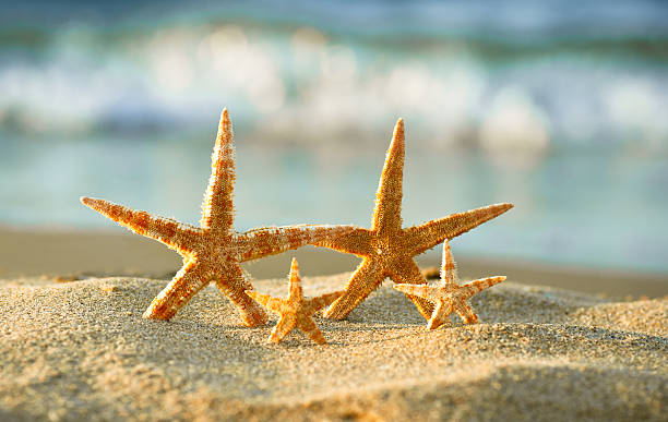 istock Starfish Family 175546884