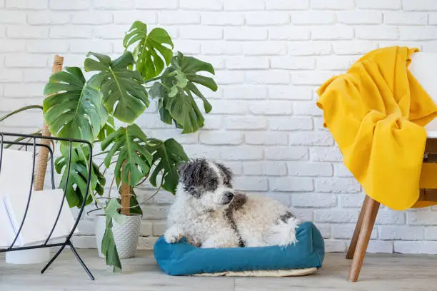 cute dog lying in pet bed in cozy light living room interior, monstera plants and furniture around