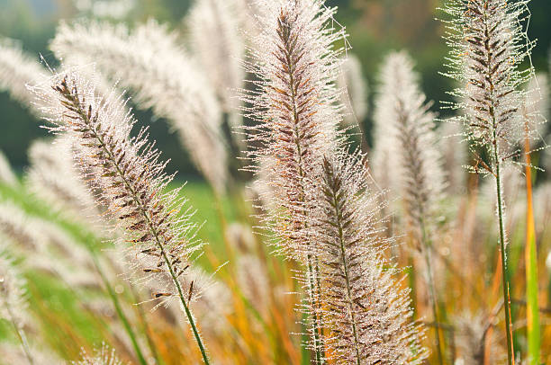 Fountain Grass in morning dew Fountain Grass (Pennisetum alopecuroides) with morning dew - selective focus. With spider webs. pennisetum stock pictures, royalty-free photos & images