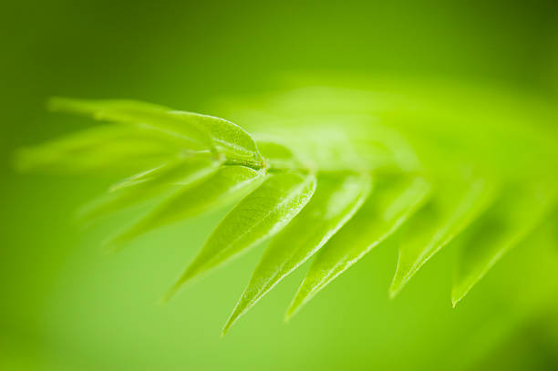 toque de verde - lime leaf imagens e fotografias de stock