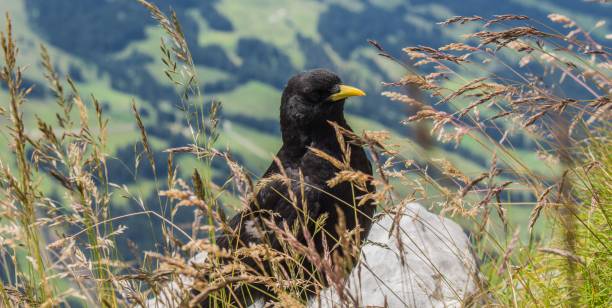 istock Alpine chough bird in the Swiss mountains. 1755470027