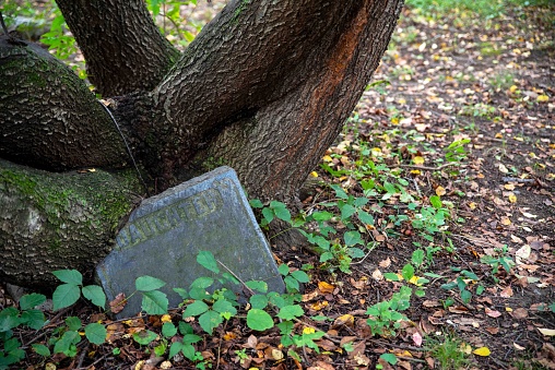 A tree growing over an ancient tombstone that reads DAUGHTER in an abandoned cemetery with fallen leaves and overgrown with green plants. Tree has unusual triple trunk and good bark texture. Copy space, no people.