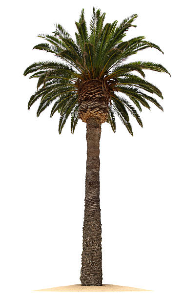 de palmeira - palm tree tree isolated landscaped - fotografias e filmes do acervo