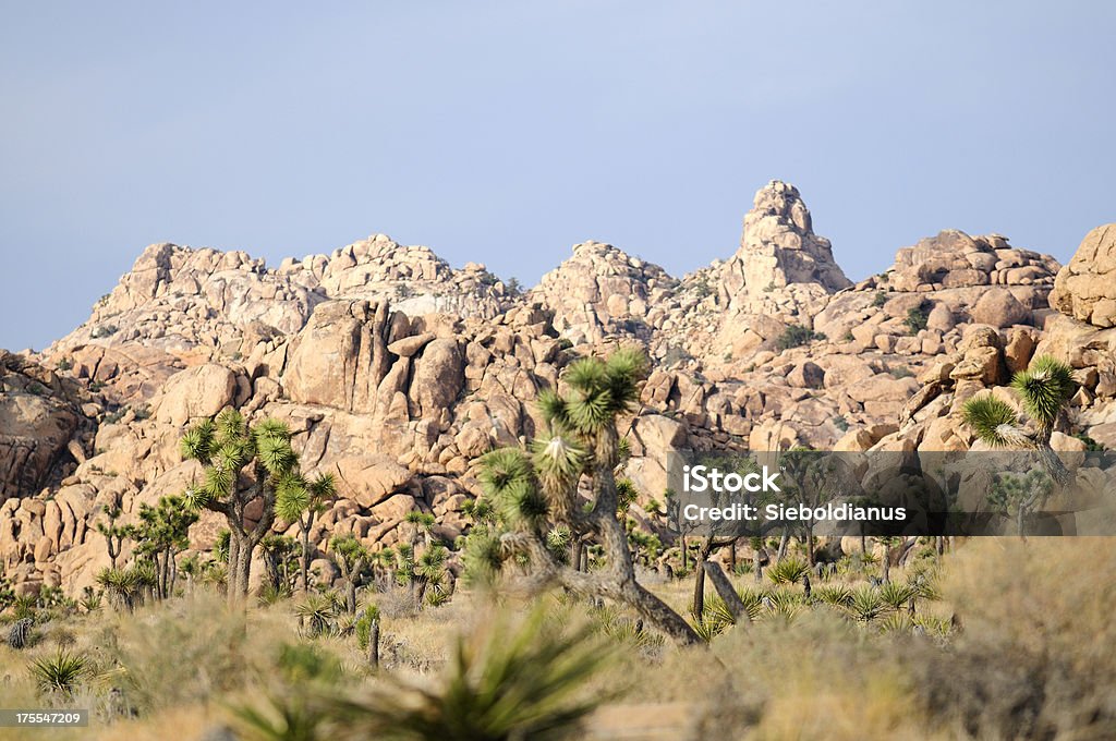 Rocks and Trees at Joshua Tree National Park. Backgrounds Stock Photo