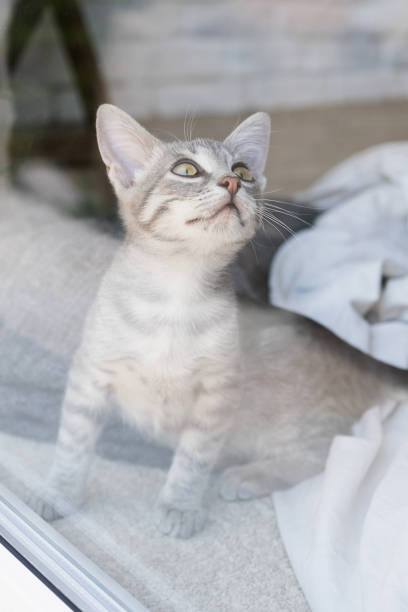 istock pretty gray kitten looking out of home window 1755474270