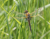 Four-spotted Chaser Dragonfly (Libellula quadrimaculata)