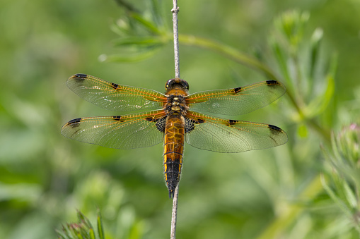 Common throughout most of Britain it can be found at the margins of shallow ponds and lakes which have good emergent vegetation and some open water.