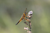 Four-spotted Chaser Dragonfly (Libellula quadrimaculata)