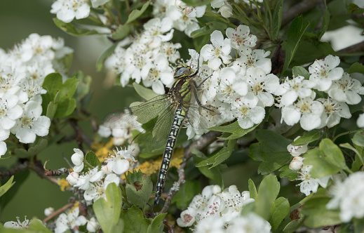 The Hairy Dragonfly is the UK's smallest Dragonfly which emerges in May before other Hawker Dragonflies