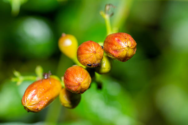 A macro shot of a blooming Chinese trumpet creeper