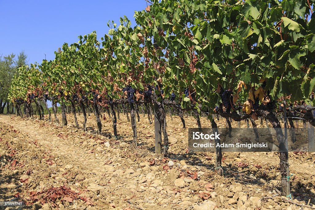 Toscana - Royalty-free Agricultura Foto de stock