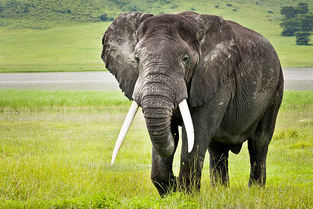 istock Elephant in Ngorongoro Crater 175547849