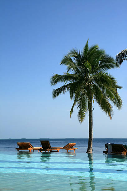 tropikalny kurort - thailand surat thani province ko samui coconut palm tree zdjęcia i obrazy z banku zdjęć