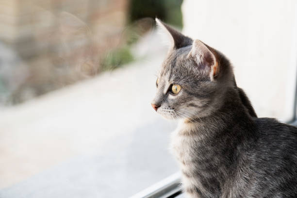 istock pretty gray kitten looking out of home window 1755486057