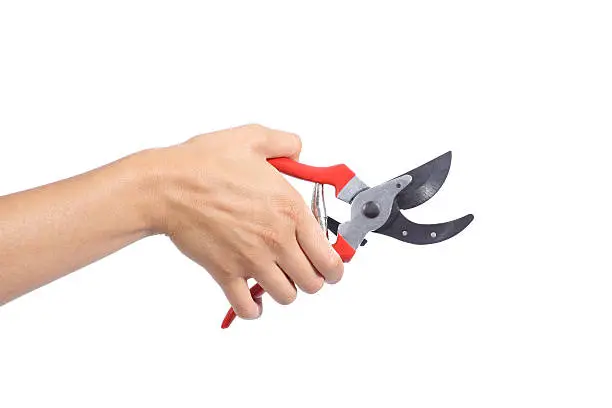 Woman hand holding an opened secateurs isolated on a white background