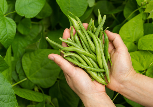 Horizontal photo of female hands holding fresh green beans with vegetable garden in background