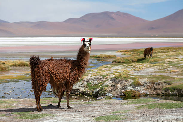 istock Lama on the Laguna Colorada, Bolivia 175552630