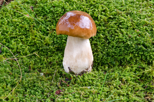 wet porcino penny bun boletus edulis cep mushroom grow on mossy ground closeup in autumn forest.