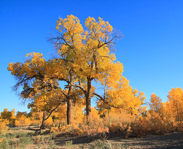istock Golden yellow autumn populus trees 175553583