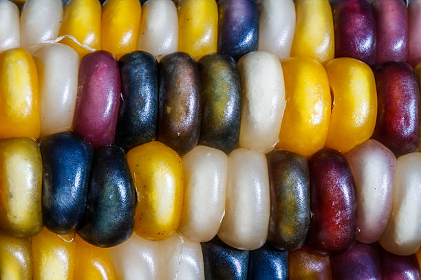 モデルインドトウモロコシ - autumn corn indian corn decoration ストックフォトと画像
