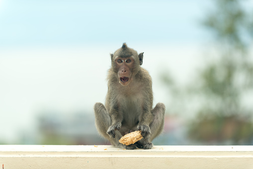 Monkey sitting and eating food