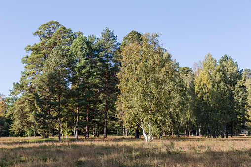 Big glade in park with dry grass on a foreground, birches and pines on the distant her edge against the clear sky in autumn sunny morning