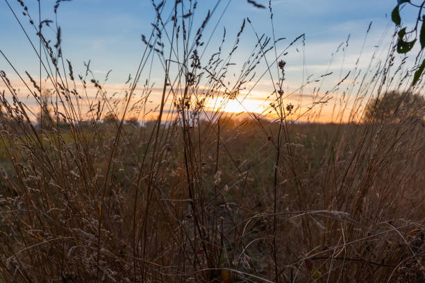 istock Grass with ears on dry stems against the setting sun 1755542858