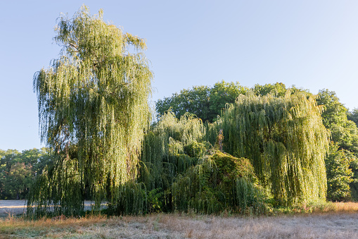 Group of old willows growing in the middle of the meadow with grass covered with hoarfrost in autumn sunny morning