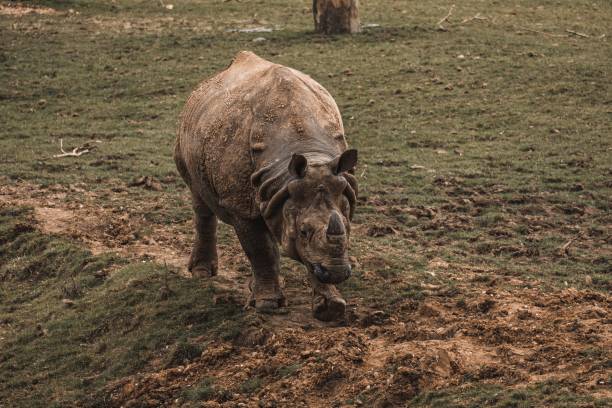 majestatyczny nosorożec stojący na trawiastym polu - rhinoceros savannah outdoors animals in the wild zdjęcia i obrazy z banku zdjęć
