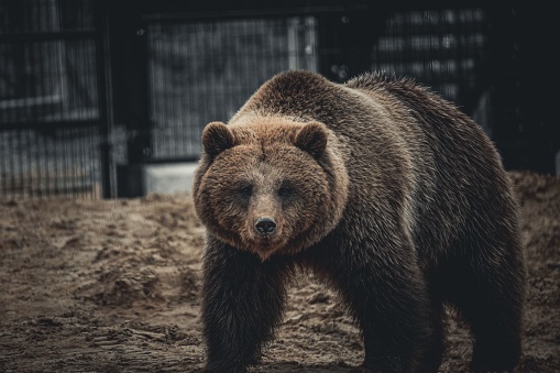 A majestic brown bear walking through an outdoor enclosure surrounded by fencing