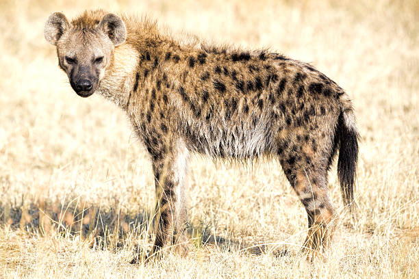 Spotted Hyena portrait Spotted Hyena, Masai Mara National Park, Kenya spotted hyena photos stock pictures, royalty-free photos & images
