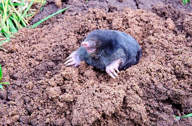 istock mole on summer molehill in the garden 175556742