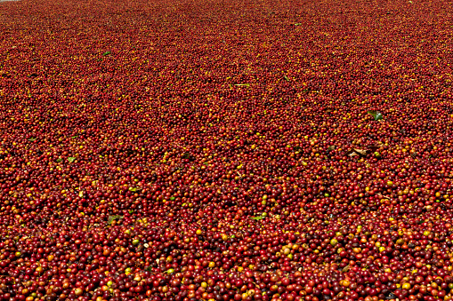 Red beans of arabica coffee, red and perfectly fruit is the initial stage of the  arabica coffee, Boquete, Chiriqui, Panama - stock photo