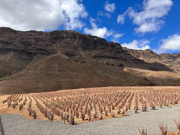 Aloe vera field in Gran Canaria stock photo