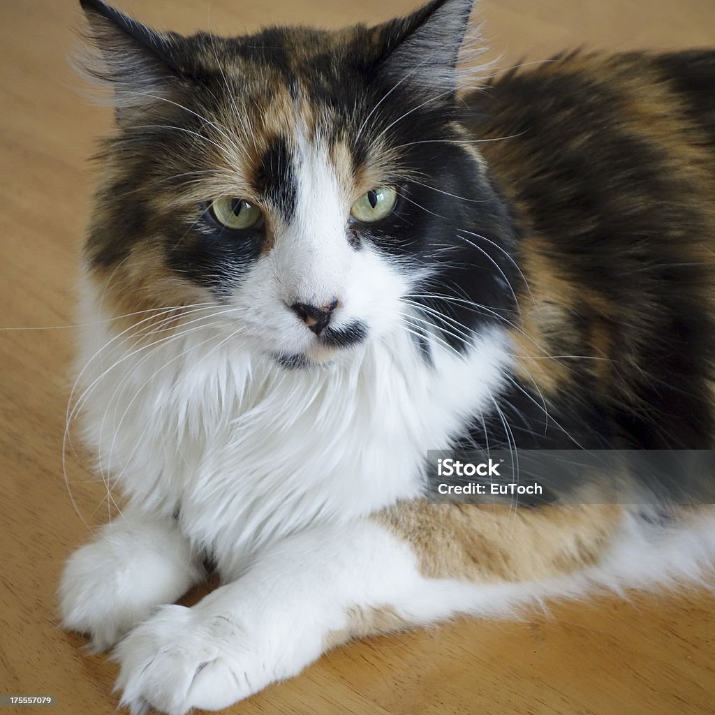 Tri-color Cat - Foto de stock de Animal libre de derechos