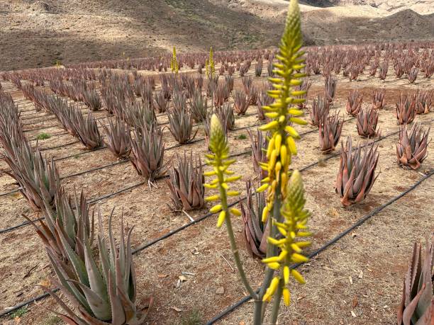 Aloe vera field in Gran Canaria stock photo