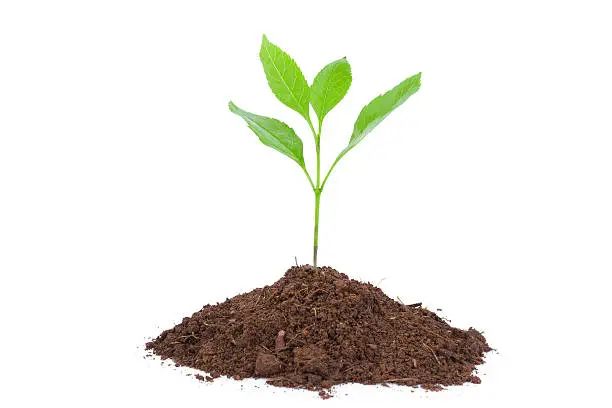 Photo of New life:plant in dirt isolated on white background