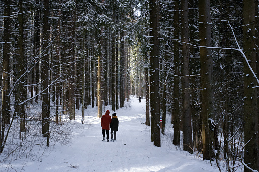 A walk in the forest in winter. Couple walking along a snowy road among pine trees in winter. High quality photo