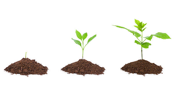 istock growing plant sequence in dirt isolated on white background 175558434