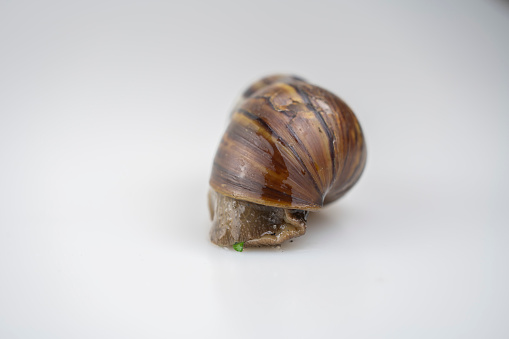 A burgundy snail on a dead branch full of lichen - Helix pomatia